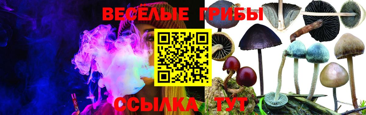 Унеча  цены   Вход с VPN  Псилоцибиновые грибы GOLDEN TEACHER 